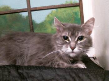 Domestic Short Hair Cats Available for Adoption in Houston, Texas - ATHENA | PetCurious