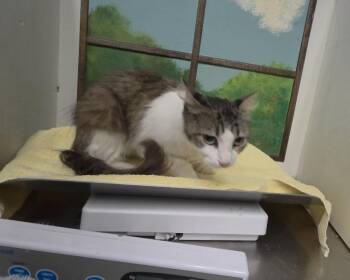 A2079711 -  Domestic Medium Hair and Domestic Short Hair Cat for Adoption in Houston, Texas - A2079711 | PetCurious