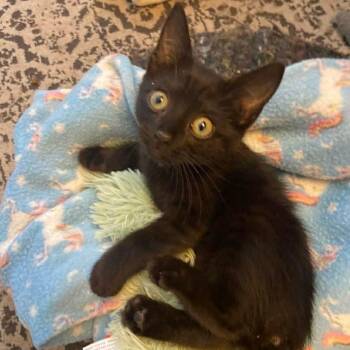 Nani -  Domestic Short Hair Cat for Adoption in Memphis, Tennessee - Nani | PetCurious