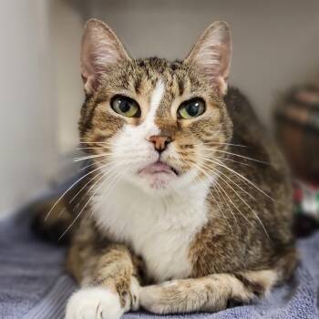 Domestic Short Hair Cats Available for Adoption in Sarasota, Florida - Sassy | PetCurious