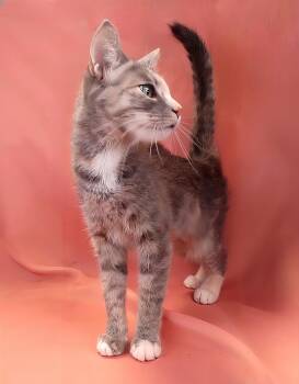 SARABI -  Domestic Short Hair Cat for Adoption in Pasadena, California - SARABI | PetCurious