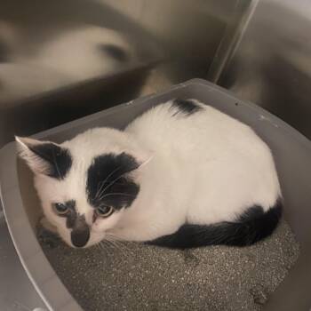 Taos -  Domestic Short Hair Cat for Adoption in West Des Moines, Iowa - Taos | PetCurious