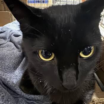 Ms. Adams -  Domestic Short Hair Cat for Adoption in Los Angeles, California - Ms. Adams | PetCurious