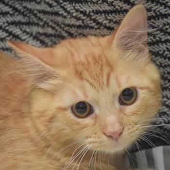 Gizmo -  Tabby and Domestic Medium Hair Cat for Adoption in Huntley, Illinois - Gizmo | PetCurious