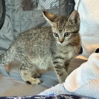 Sheepshank -  Domestic Short Hair Cat for Adoption in Incline Village, Nevada - Sheepshank | PetCurious