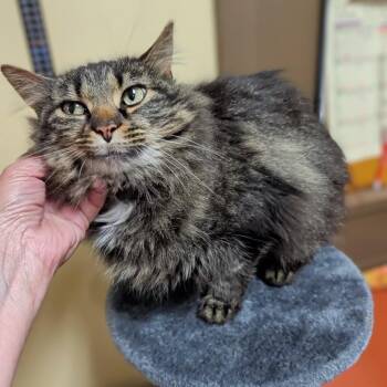 Klobber -  Domestic Long Hair Cat for Adoption in Accident, Maryland - Klobber | PetCurious