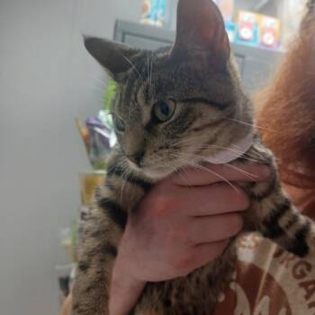 Lunala -  Domestic Short Hair Cat for Adoption in Hattiesburg, Mississippi - Lunala | PetCurious
