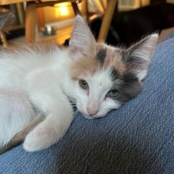 Rizzo -  Domestic Short Hair Cat for Adoption in Wheaton, Illinois - Rizzo | PetCurious
