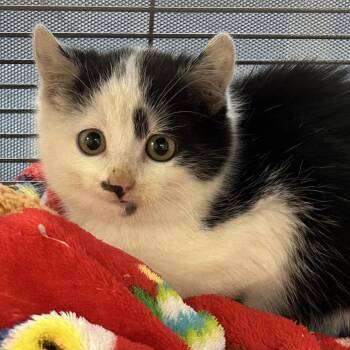 Domestic Short Hair Cats Available for Adoption - Mystic | PetCurious