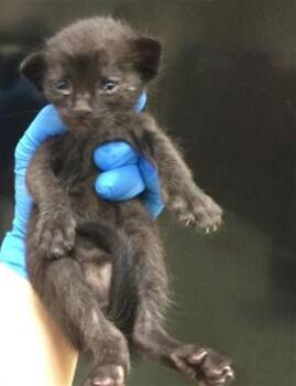 A1929257 -  Domestic Short Hair Cat for Adoption in Thousand Palms, California - A1929257 | PetCurious