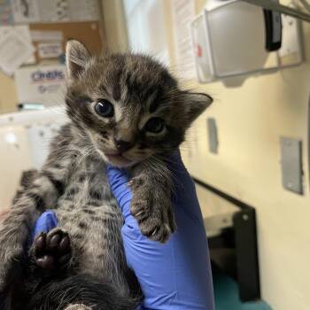 Domestic Short Hair Cats Available for Adoption in Pasadena, California - Bagel | PetCurious
