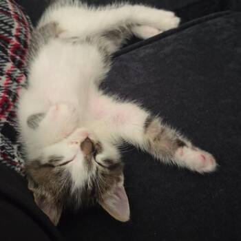 Pumpernickel -  Domestic Short Hair Cat for Adoption in Greensboro, North Carolina - Pumpernickel | PetCurious