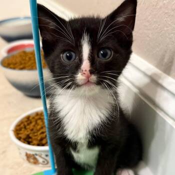 Tommy -  Domestic Short Hair Cat for Adoption in Oak Ridge, Tennessee - Tommy | PetCurious