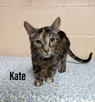 Domestic Short Hair Cats Available for Adoption in Clearfield, Kentucky - Kate | PetCurious