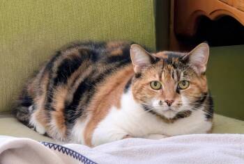 Torbie and Calico Cats Available for Adoption in Alameda, California - Summer | PetCurious