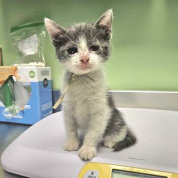 Rescue Domestic Short Hair Cats for Adoption in Austin, Texas - Iris 25 | PetCurious