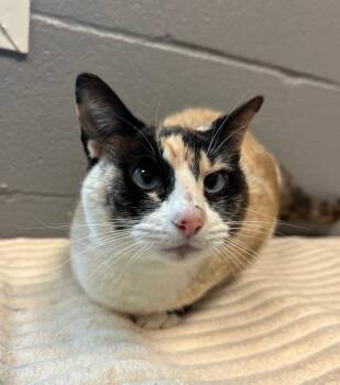 Domestic Short Hair Cats Available for Adoption in Gainesville, Texas - Coco Chanel | PetCurious