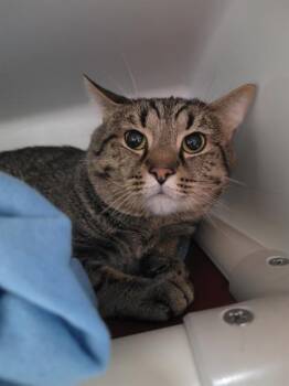Domestic Short Hair Cats Available for Adoption in Boston, Massachusetts - BUCK | PetCurious