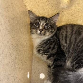 Spore -  Domestic Medium Hair Cat for Adoption in Lyndhurst, Virginia - Spore | PetCurious