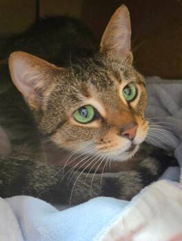Daisy -  Domestic Short Hair Cat for Adoption in Bloomington, Indiana - Daisy | PetCurious