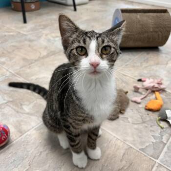 Sharona -  Tabby Cat for Adoption in Grand Rapids, Michigan - Sharona | PetCurious
