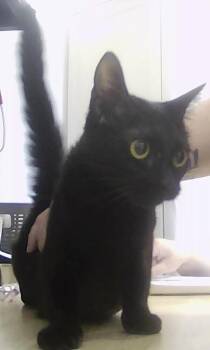 Margaret -  Domestic Short Hair Cat for Adoption in Dayton, Minnesota - Margaret | PetCurious
