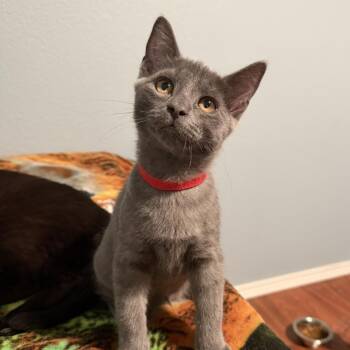 Apollo -  Domestic Short Hair Cat for Adoption in Renton, Washington - Apollo | PetCurious