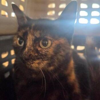 Camellia -  Domestic Short Hair Cat for Adoption in Brentwood, Missouri - Camellia | PetCurious