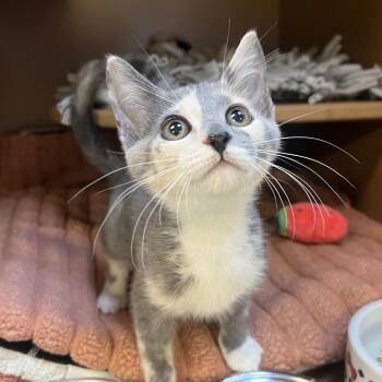 Bellara -  Domestic Short Hair Cat for Adoption - Bellara | PetCurious