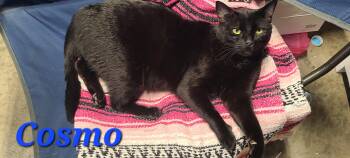 Rescue Scottish Fold and Domestic Short Hair Cats for Adoption in Vacaville, California - Cosmo | PetCurious