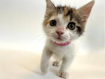 Domestic Short Hair Cats Available for Adoption in Brentwood, Missouri - FRAN | PetCurious