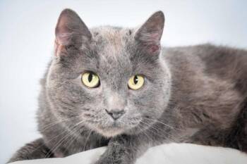 HENRY -  Domestic Short Hair Cat for Adoption in Loveland, Colorado - HENRY | PetCurious