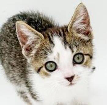 Bonnie and Clyde - exotic baby brilliance -  British Shorthair and Turkish Van Cat for Adoption in Bedford Hills, New York - Bonnie And Clyde - Exotic Baby Brilliance | PetCurious