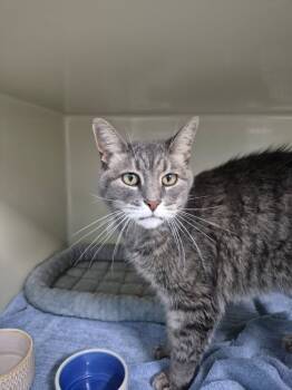 Rescue Domestic Short Hair Cats for Adoption in Cincinnati, Ohio - KiKi | PetCurious