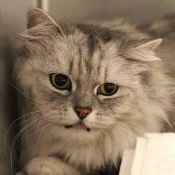 26-01238 -  Domestic Long Hair Cat for Adoption in Fredericksburg, Virginia - 26-01238 | PetCurious