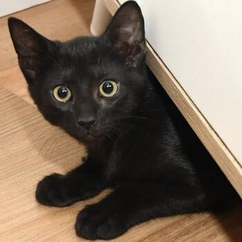 Satin lacy k -  Domestic Short Hair Cat for Adoption in Natick, Massachusetts - Satin Lacy K | PetCurious