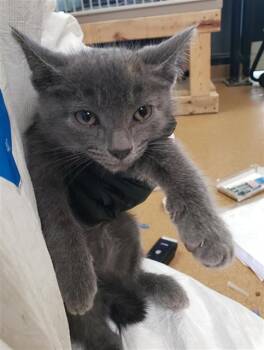 MOE -  Domestic Medium Hair and Domestic Short Hair Cat for Adoption in Omaha, Nebraska - MOE | PetCurious