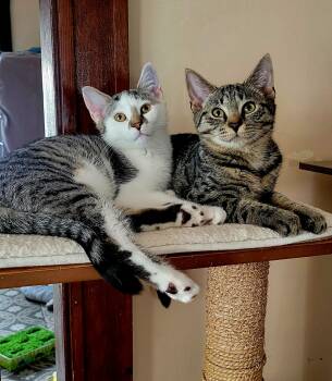 Blizzard -  Domestic Short Hair Cat Available for Adoption in Boston, Massachusetts - Blizzard | PetCurious