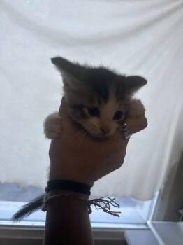 Charlie -  Domestic Short Hair Cat for Adoption in Salt Lake City, Utah - Charlie | PetCurious