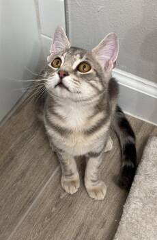 American Shorthair Cats Available for Adoption - Dusk | PetCurious