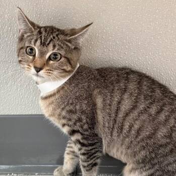 Dash -  Domestic Short Hair Cat for Adoption in New Philadelphia, Ohio - Dash | PetCurious