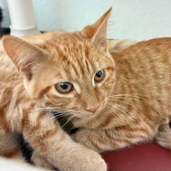 Phoenix -  Domestic Short Hair Cat for Adoption in Springfield, Illinois - Phoenix | PetCurious