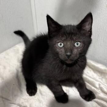 Teemo -  Domestic Short Hair Cat for Adoption in Tampa, Florida - Teemo | PetCurious