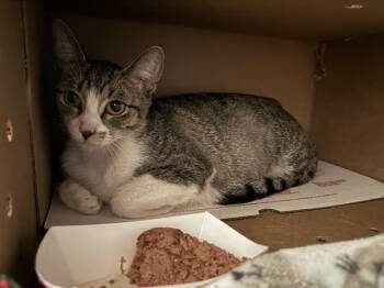 Rescue Domestic Short Hair Cats for Adoption in Aurora, Illinois - GINGER | PetCurious