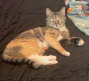 Sofia  -  Domestic Short Hair Cat Available for Adoption in Andalusia, Pennsylvania - Sofia  | PetCurious