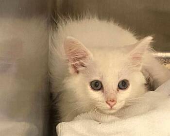 PINKIE -  Domestic Short Hair Cat for Adoption in Tustin, California - PINKIE | PetCurious