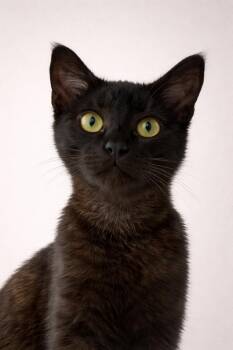 Domestic Short Hair Cats Available for Adoption - Coco | PetCurious