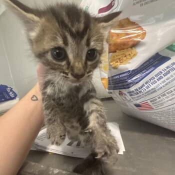 Fiona -  Domestic Short Hair Cat for Adoption in Clanton, Alabama - Fiona | PetCurious