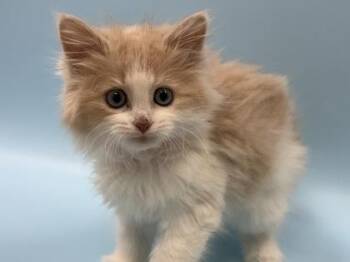 Domestic Long Hair and Domestic Short Hair Cats Available for Adoption - Angelica | PetCurious