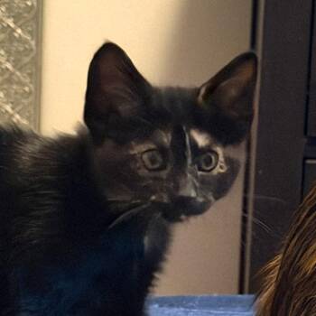 Cresselia Rinaldi (Mew kitten) -  Domestic Short Hair Cat for Adoption in Merrifield, Virginia - Cresselia Rinaldi (Mew Kitten) | PetCurious